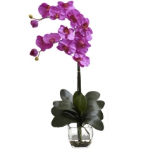 Send orchid Plant to Cavite